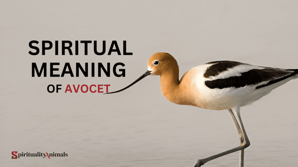 Spiritual Meaning of Avocet