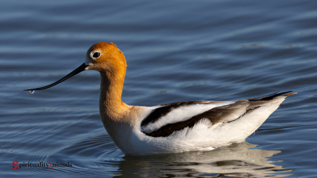 Spiritual Meaning of Avocet