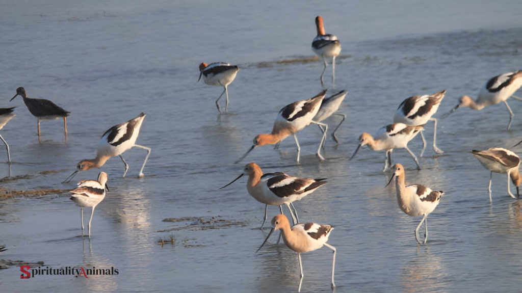 Spiritual Meaning of Avocet