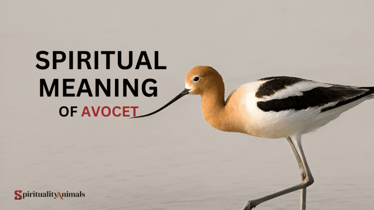 Spiritual Meaning of Avocet