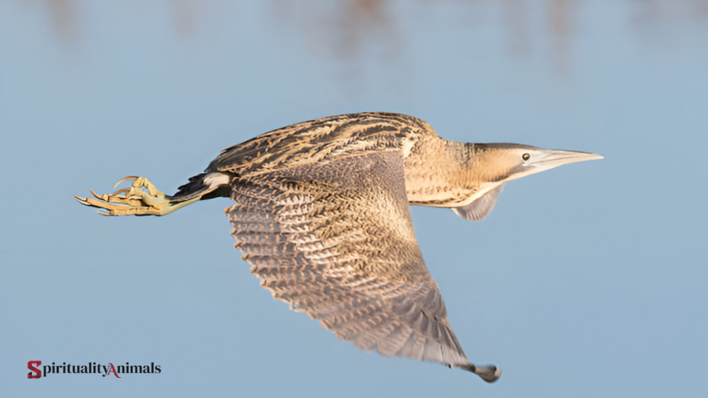 Spiritual Meaning of Bittern