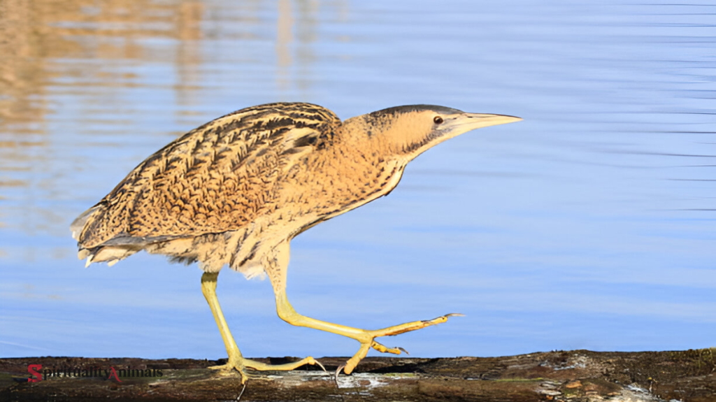 Spiritual Meaning of Bittern