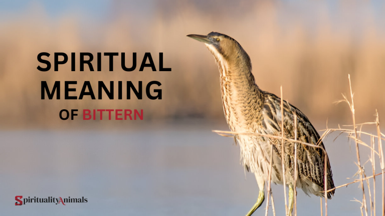 Spiritual Meaning of Bittern