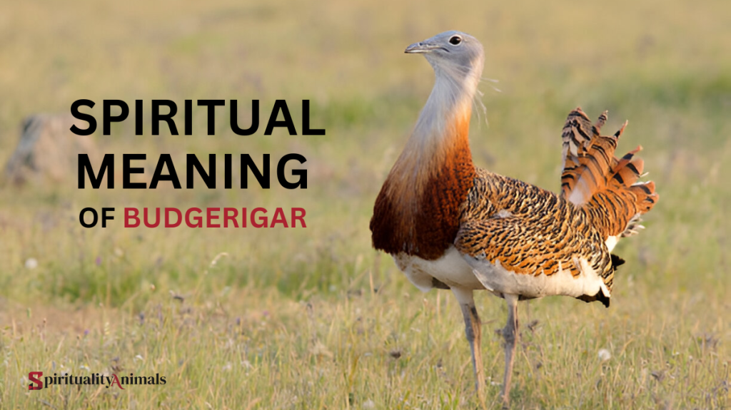 Spiritual Meaning of Budgerigar