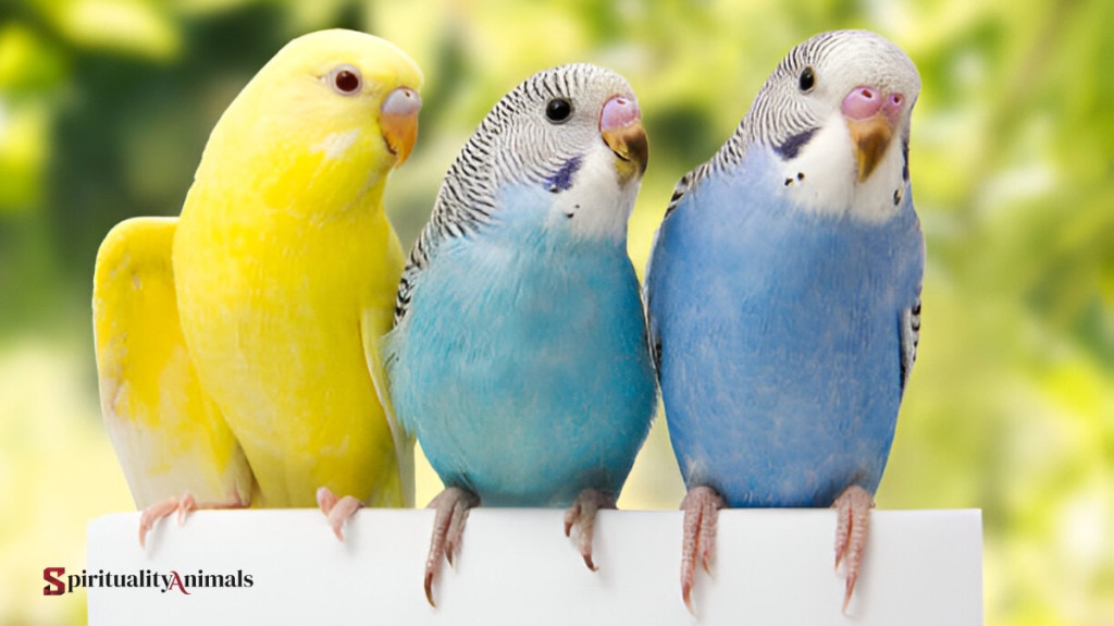 Spiritual Meaning of Budgerigar