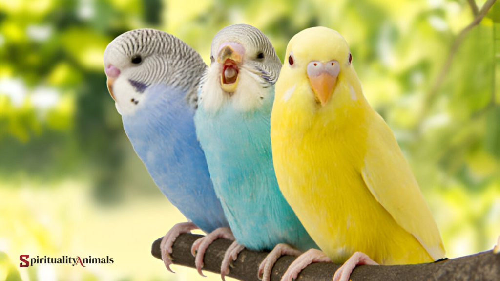Spiritual Meaning of Budgerigar