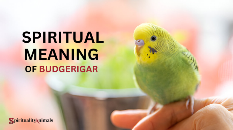 Spiritual Meaning of Budgerigar
