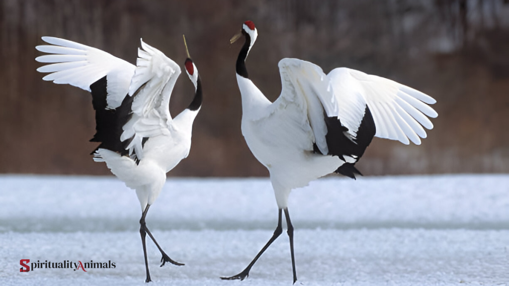 Spiritual Meaning of Crane