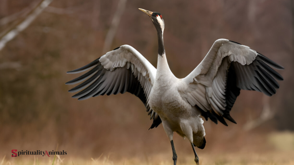 Spiritual Meaning of Crane
