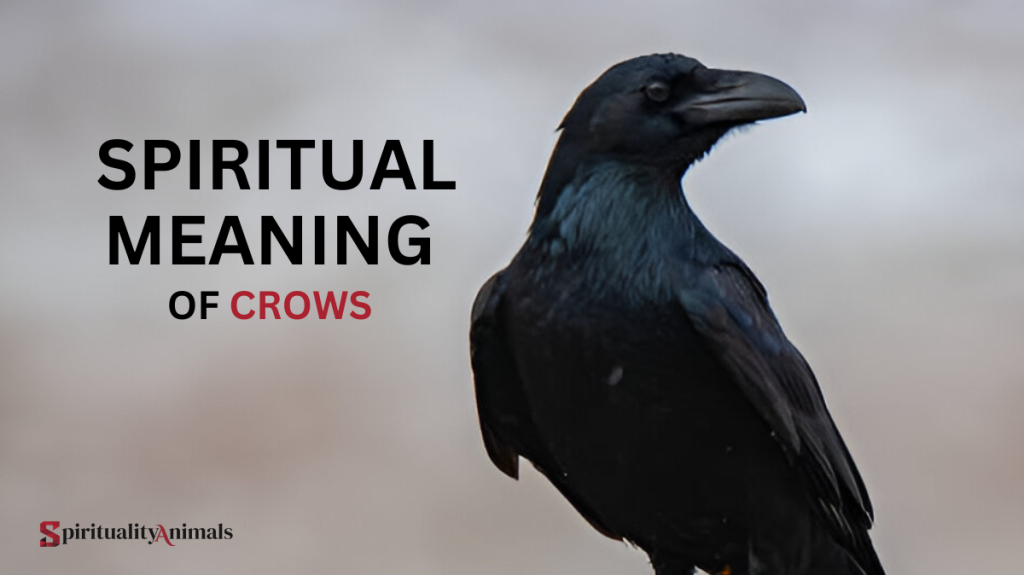 Spiritual Meaning of Crows