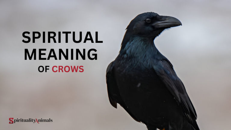 Spiritual Meaning of Crows