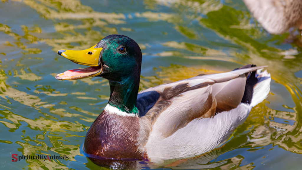 Spiritual Meaning of Duck