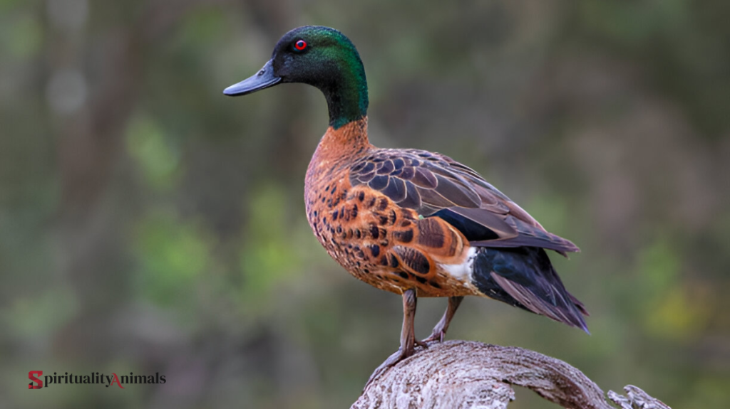 Spiritual Meaning of Duck