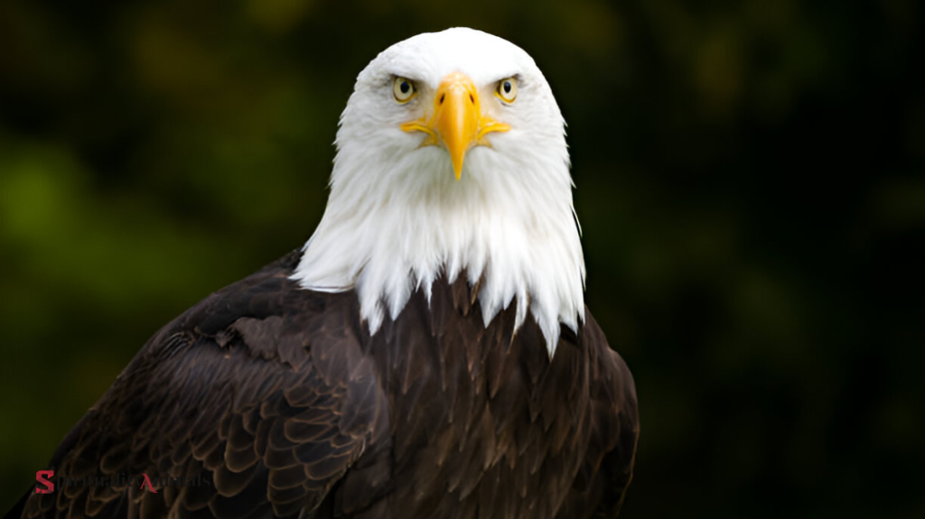 Spiritual Meaning of Eagle