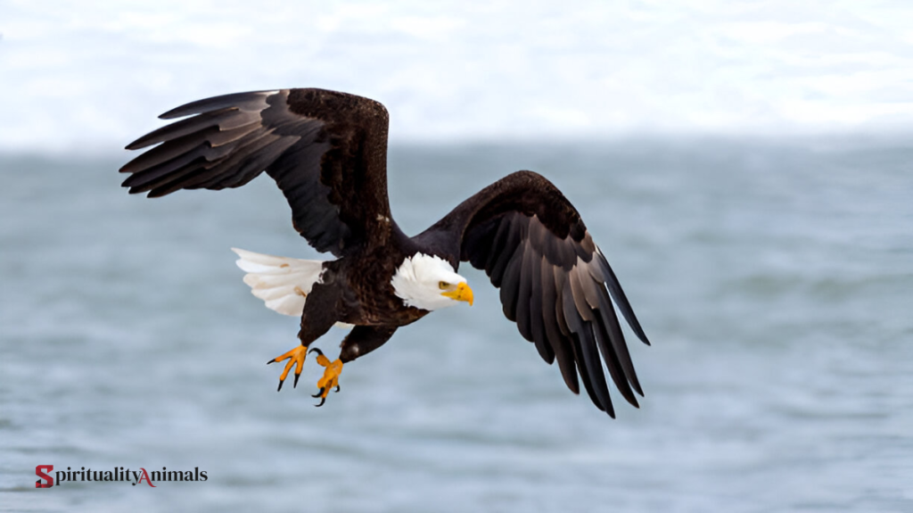 Spiritual Meaning of Eagle