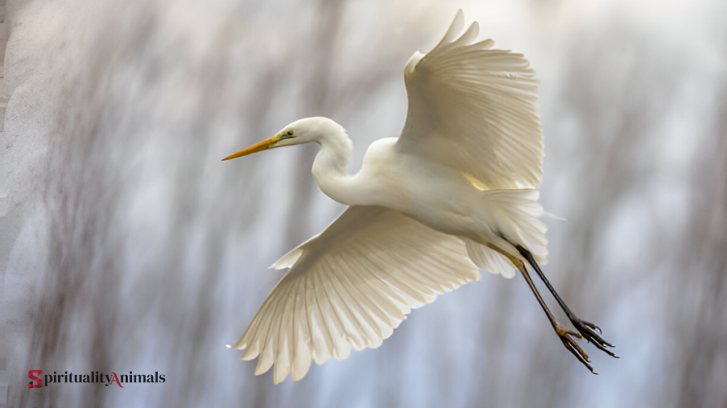Spiritual Meaning of Egret