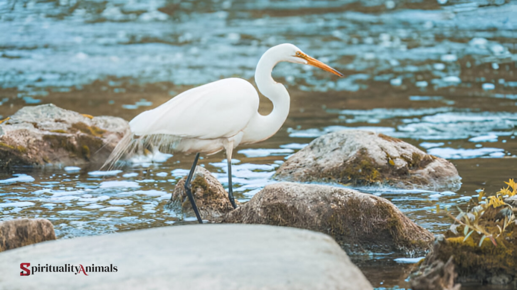Spiritual Meaning of Egret