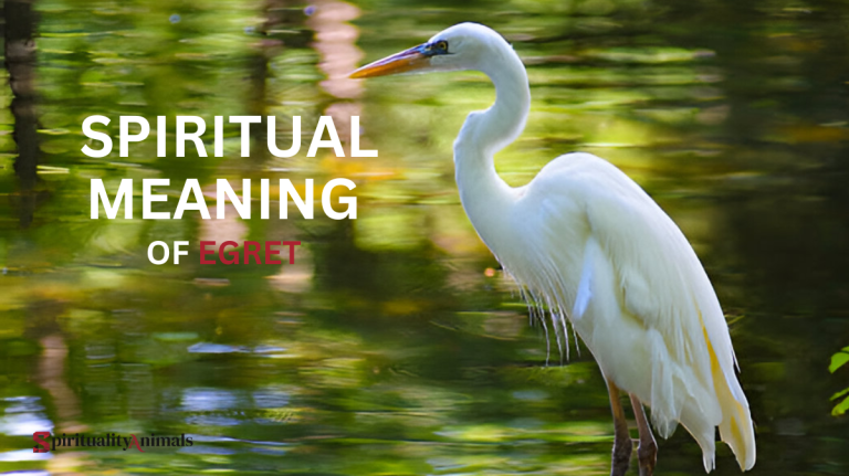 Spiritual Meaning of Egret