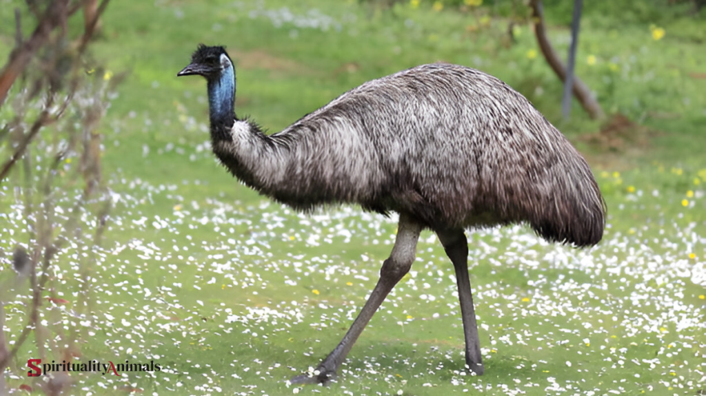 Spiritual Meaning of Emu