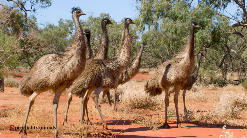 Spiritual Meaning of Emu