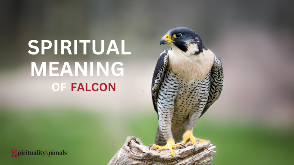 Spiritual Meaning of Falcon