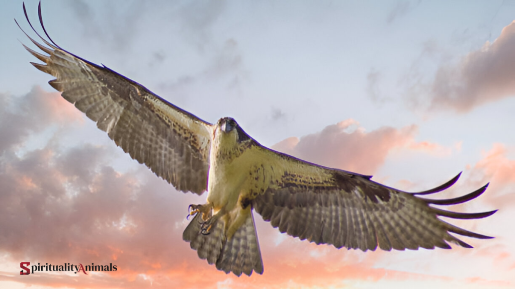 Spiritual Meaning of Falcon