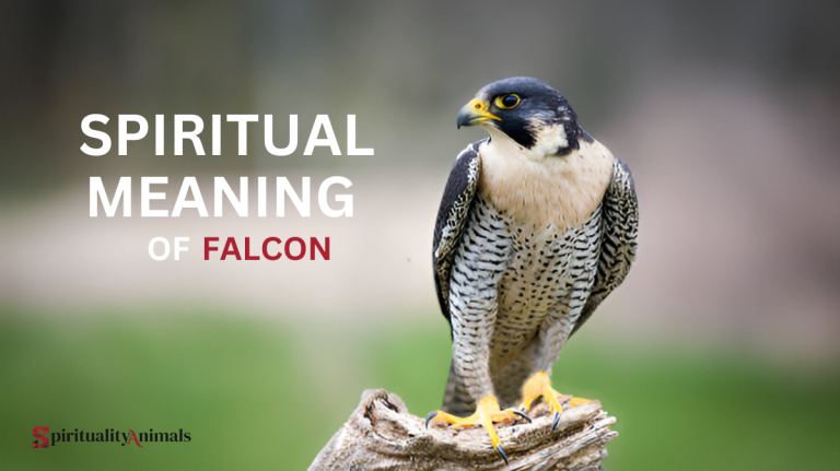 Spiritual Meaning of Falcon