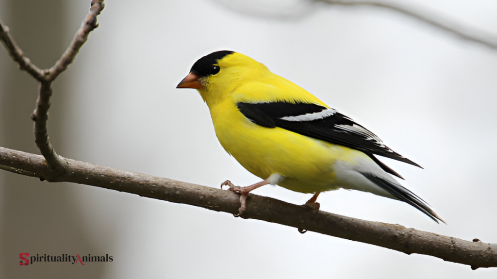 Spiritual Meaning of Finch