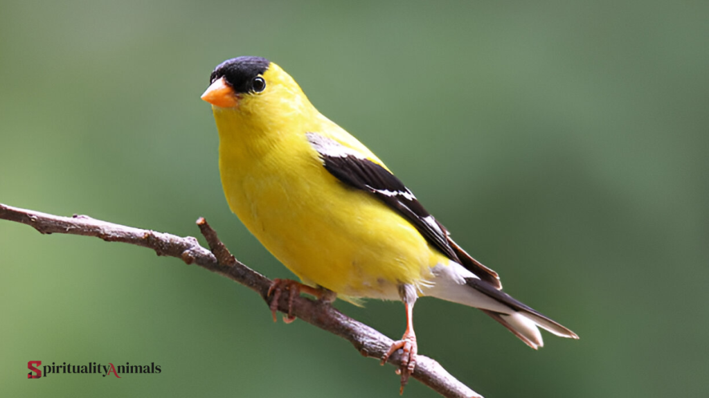 Spiritual Meaning of Finch