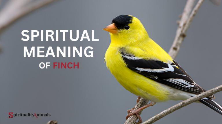 Spiritual Meaning of Finch
