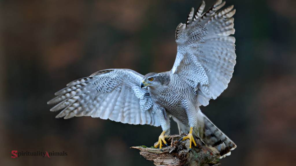 Spiritual Meaning of Goshawk