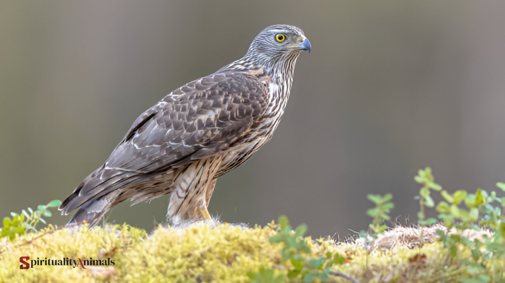 Spiritual Meaning of Goshawk