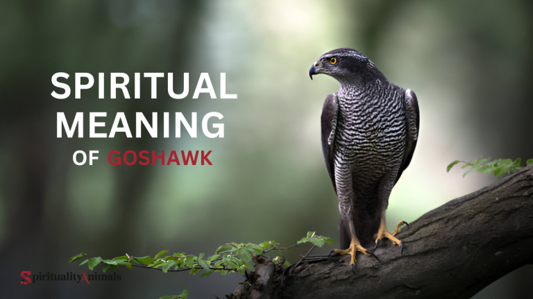Spiritual Meaning of Goshawk