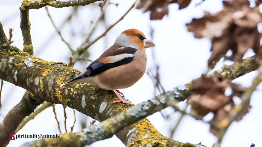 Spiritual Meaning of Grosbeak