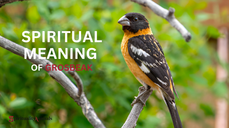 Spiritual Meaning of Grosbeak