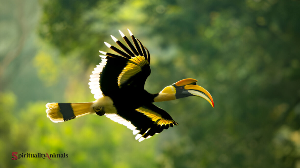 Spiritual Meaning of Hornbill