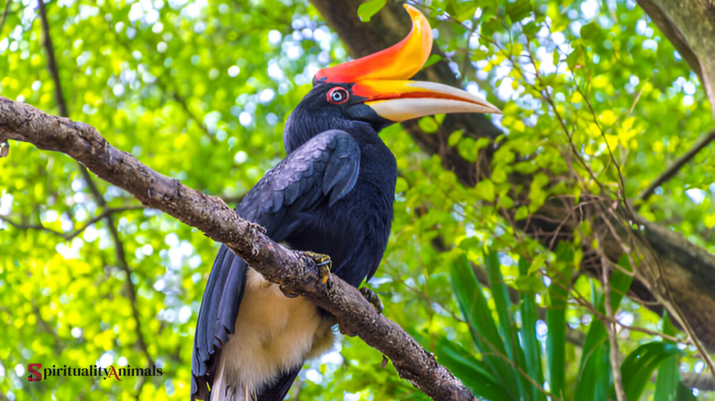 Spiritual Meaning of Hornbill