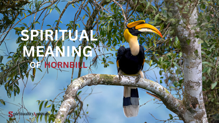 Spiritual Meaning of Hornbill