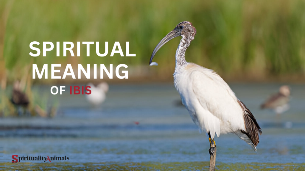 Spiritual Meaning of Ibis