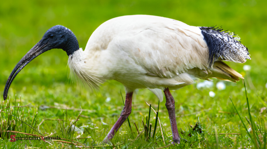 Spiritual Meaning of Ibis