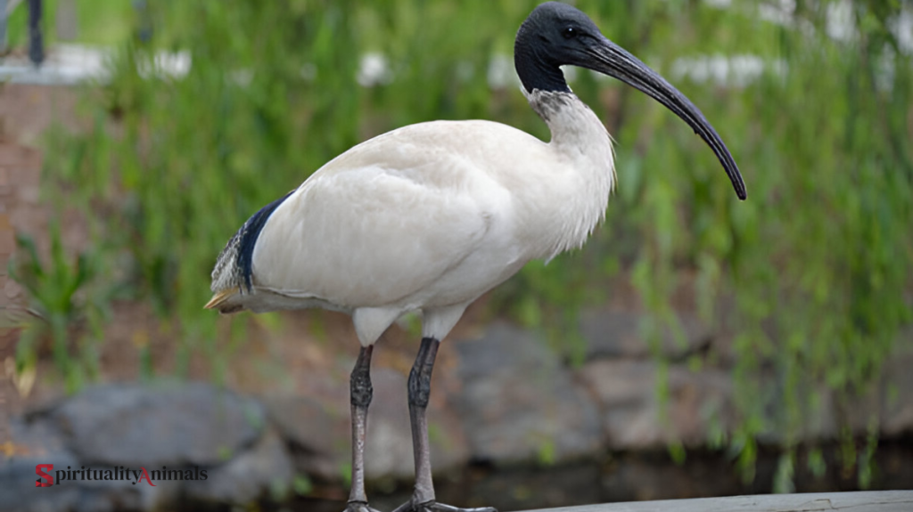 Spiritual Meaning of Ibis
