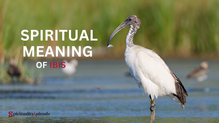 Spiritual Meaning of Ibis