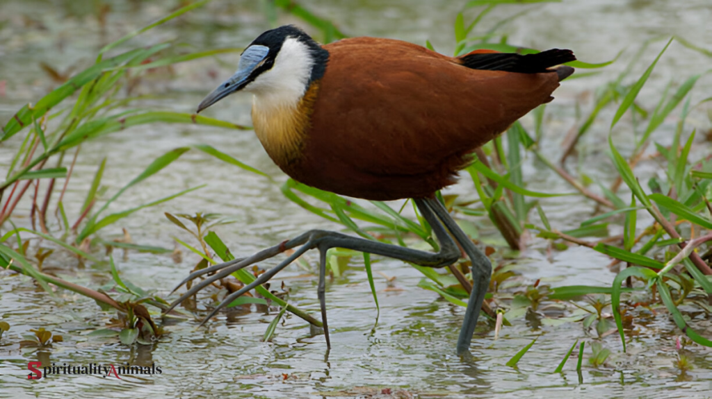 Spiritual Meaning of Jacana