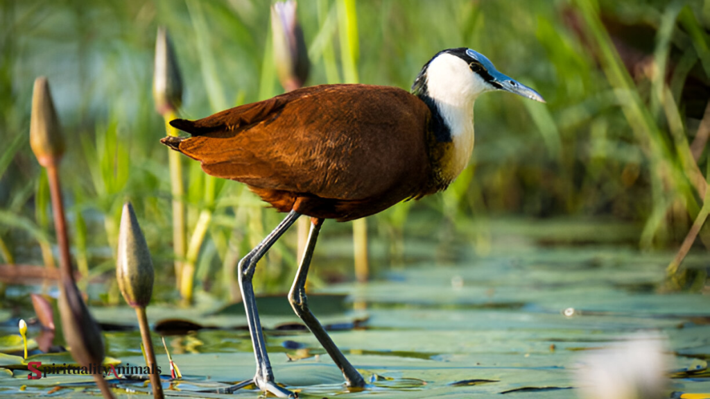 Spiritual Meaning of Jacana