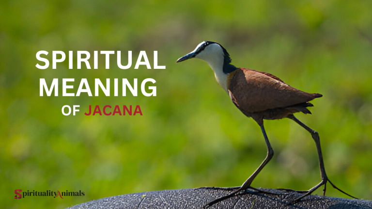 Spiritual Meaning of Jacana