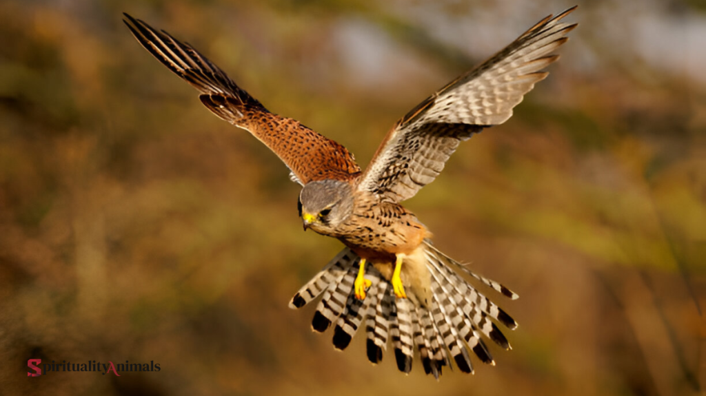 Spiritual Meaning of Kestrel