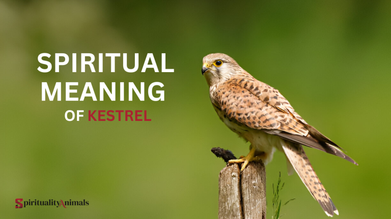 Spiritual Meaning of Kestrel