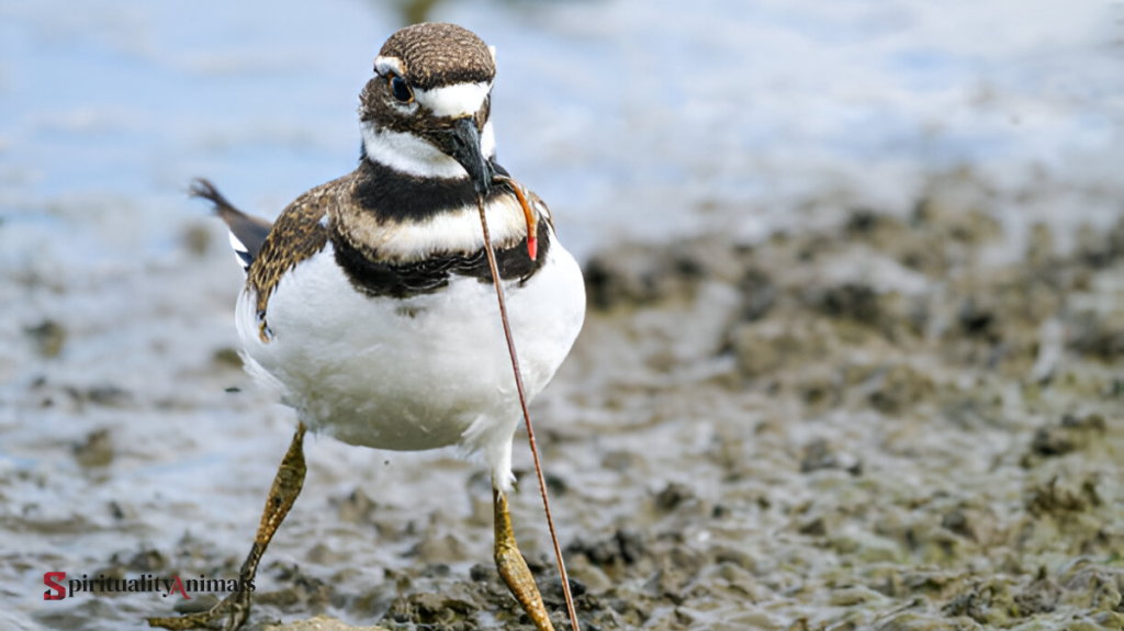 Spiritual Meaning of Killdeer