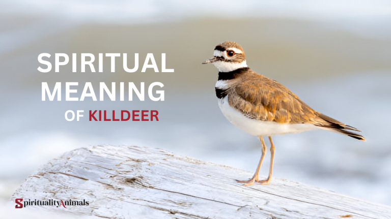 Spiritual Meaning of Killdeer