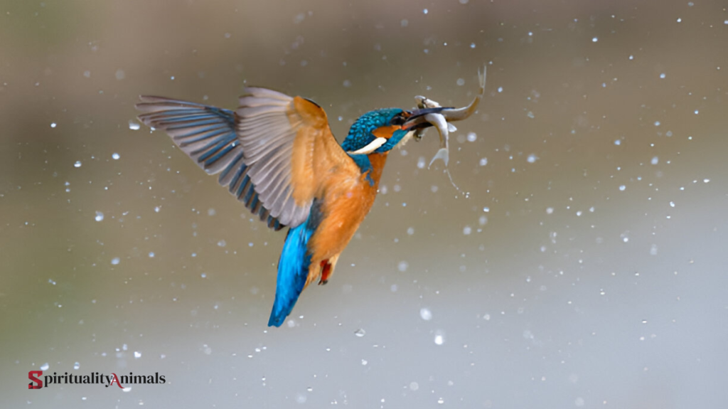 Spiritual Meaning of Kingfisher